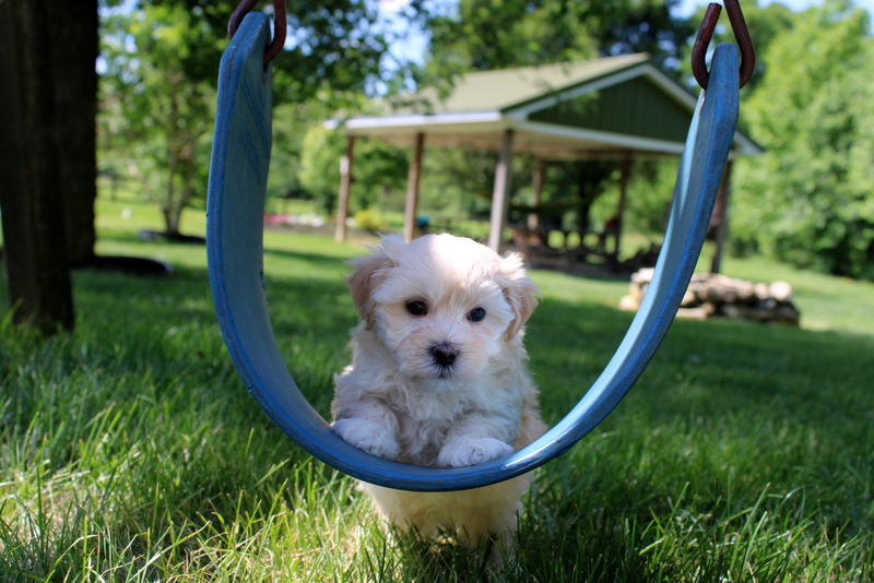 puppy, for, sale, Malsipoo, Matthew B. Stoltzfus, dog, breeder, Gap, PA, dog-breeder, puppy-for-sale, forsale, nearby, find, puppyfind, locator, puppylocator, aca